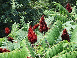 White River in Arkansas 175.jpg